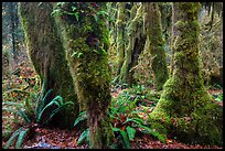 Ferns and maples covered by selaginella moss in autumn, Hall of Mosses. Olympic National Park ( color)
