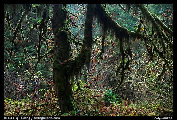 Moss-covered trees and rain forest with autumn foliage. Olympic National Park, Washington, USA.