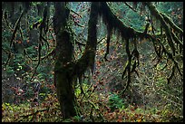 Moss-covered trees and rain forest with autumn foliage. Olympic National Park, Washington, USA.