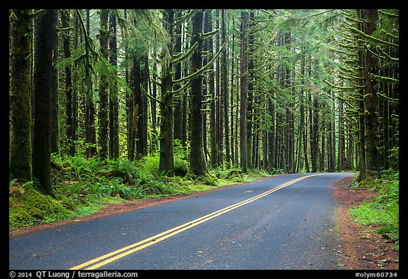 Road, Hoh Rain Forest. Olympic National Park, Washington, USA.
