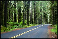 Road, Hoh Rain Forest. Olympic National Park ( color)