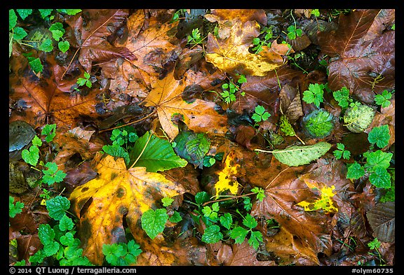 Forest floor with fallen leaves and clover, Quinault. Olympic National Park (color)