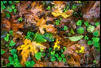 Forest floor with fallen leaves and clover, Quinault. Olympic National Park ( color)