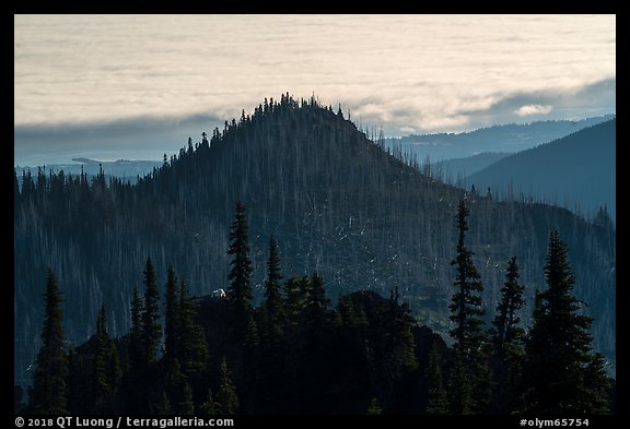 Forest ridges, sea of clouds, and mountain goat. Olympic National Park, Washington, USA.