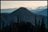 Forest ridges, sea of clouds, and mountain goat. Olympic National Park ( color)