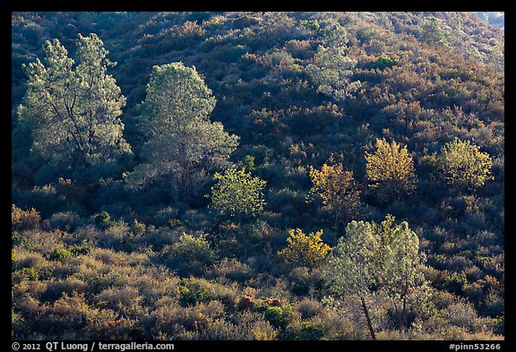 Trees on rolling chaparral shrubs. Pinnacles National Park (color)