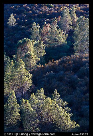 Trees and Mediterranean chaparral. Pinnacles National Park, California, USA.