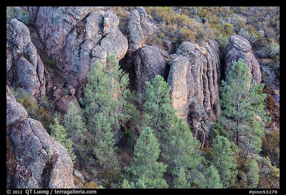 Rhyolitic rocks amongst pine trees. Pinnacles National Park (color)