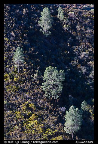 Trees and chapparal-covered slope. Pinnacles National Park, California, USA.