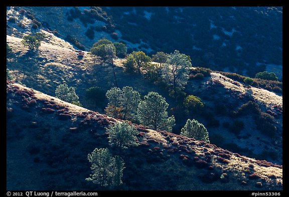 Trees on backlit ridges. Pinnacles National Park, California, USA.