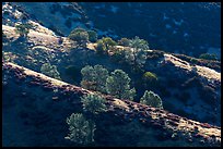 Trees on backlit ridges. Pinnacles National Park ( color)