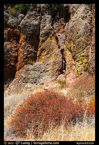 Dried wildflowers and colorful section of rock wall. Pinnacles National Park, California, USA.