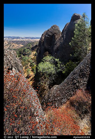 Dried wildflowers, trees, and pinnacles. Pinnacles National Park, California, USA.