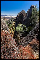 Dried wildflowers, trees, and pinnacles. Pinnacles National Park ( color)