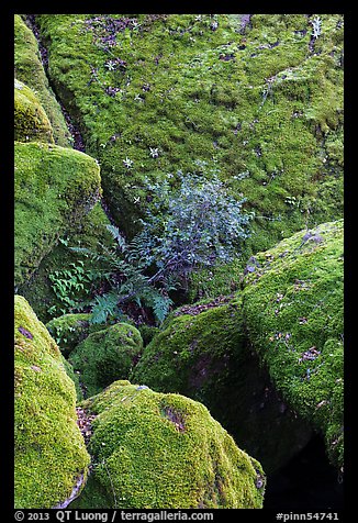 Mossy boulders, Bear Gulch. Pinnacles National Park, California, USA.