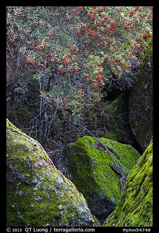 Toyon tree with red berries, Bear Gulch. Pinnacles National Park, California, USA.