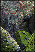 Toyon tree with red berries, Bear Gulch. Pinnacles National Park, California, USA. (color)