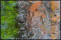 Green moss and orange lichen on rock wall. Pinnacles National Park, California, USA. (color)