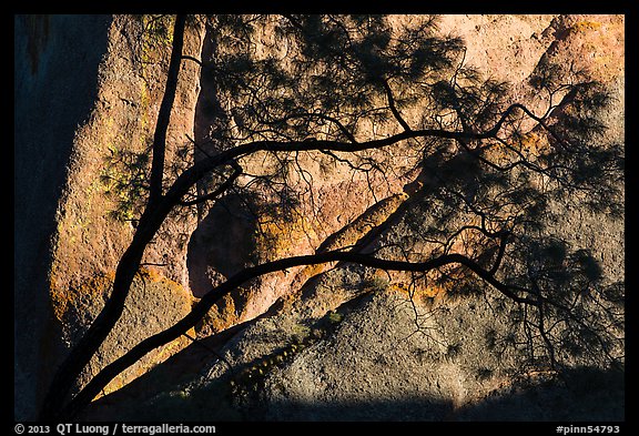 Tree silhouette against rock wall, Machete Ridge. Pinnacles National Park, California, USA.