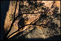 Tree silhouette against rock wall, Machete Ridge. Pinnacles National Park ( color)