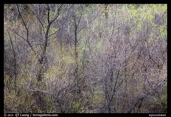 Bare branches and new leaves in spring. Pinnacles National Park (color)