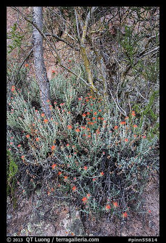 Orange flowers, trees, and cliff. Pinnacles National Park, California, USA.