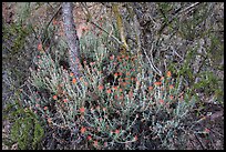 Orange flowers, branches, and cliff. Pinnacles National Park ( color)