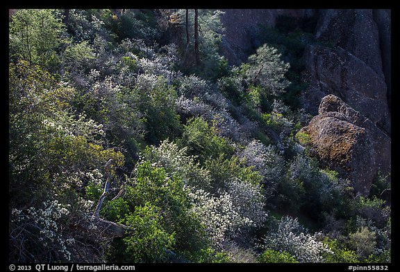Slope with blooming shrubs in spring. Pinnacles National Park (color)