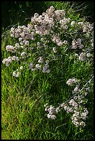 Close-up of spring blooms and grasses. Pinnacles National Park ( color)
