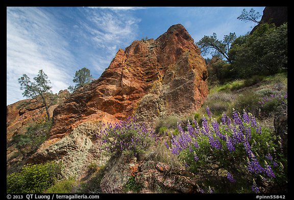 Lupine and rock towers in Juniper Canyon. Pinnacles National Park (color)