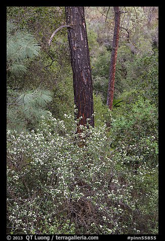 Forest with shrubs in bloom. Pinnacles National Park (color)