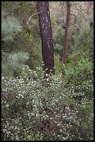 Forest with shrubs in bloom. Pinnacles National Park ( color)