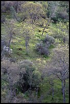 Hillside with newly leafed trees. Pinnacles National Park, California, USA. (color)