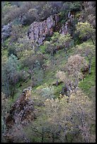 Hillside with trees and rocks in early spring. Pinnacles National Park ( color)