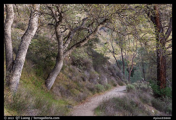 Condor Gulch Trail through oak forest. Pinnacles National Park, California, USA.