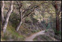 Condor Gulch Trail through oak forest. Pinnacles National Park ( color)