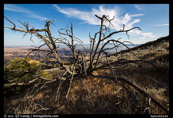 Tree skeleton near South Chalone Peak. Pinnacles National Park, California, USA.
