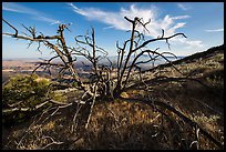 Tree skeleton near South Chalone Peak. Pinnacles National Park, California, USA. (color)
