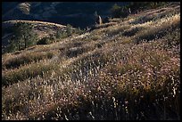 Grasses on hillside, late afternoon. Pinnacles National Park ( color)
