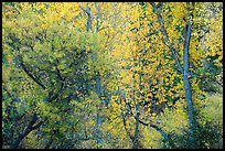 Autumn foliage along near Peaks View. Pinnacles National Park ( color)