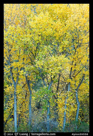 Fall foliage along Chalone Creek. Pinnacles National Park (color)