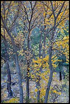 Trees in autumn foliage, Bear Valley. Pinnacles National Park ( color)