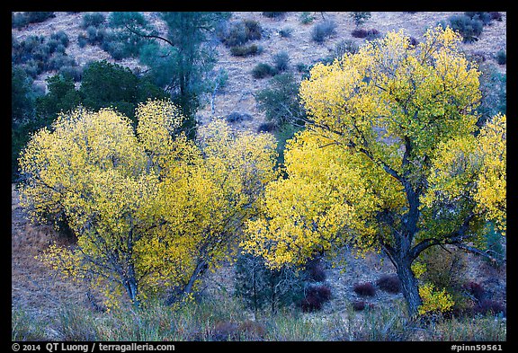 Cottonwoods in autumn at the bases of hill. Pinnacles National Park, California, USA.