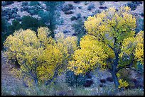 Cottonwoods in autumn at the bases of hill. Pinnacles National Park ( color)