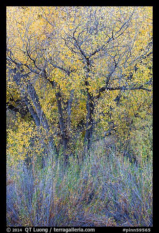 Shrubs and cottonwoods in autumn. Pinnacles National Park (color)