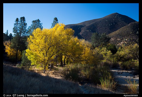 Trees and hill, early autumn morning. Pinnacles National Park, California, USA.