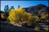 Trees and hill, early autumn morning. Pinnacles National Park ( color)