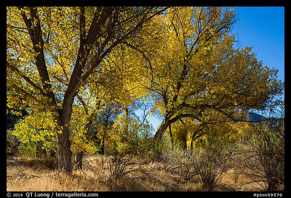 Group of cottonwoods trees in autumn. Pinnacles National Park, California, USA.