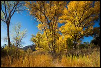 Autumn landscape with brighly colored trees. Pinnacles National Park ( color)