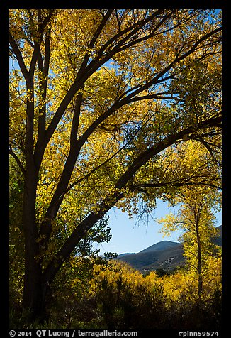 Hills framed by trees in autumn foliage. Pinnacles National Park, California, USA.